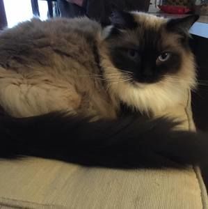 Meet your Posher, Laureen